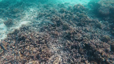 Eel-gracefully-navigating-through-a-vibrant-coral-reef