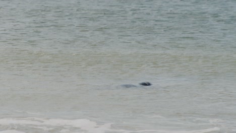 wild seal enjoys warm ocean water and relaxing, static view