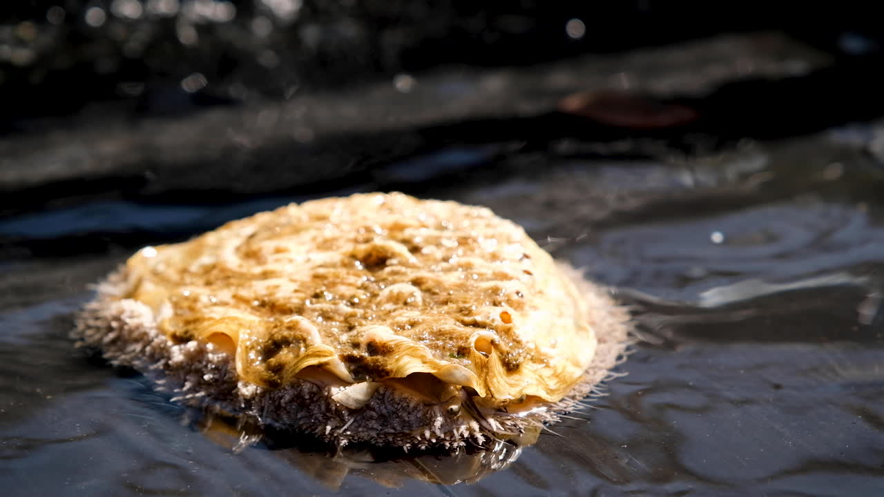 haliotis midae의 해부학의 정면도