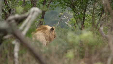 Desde-La-Distancia,-León-Mirando-Fijamente-Mientras-Caza