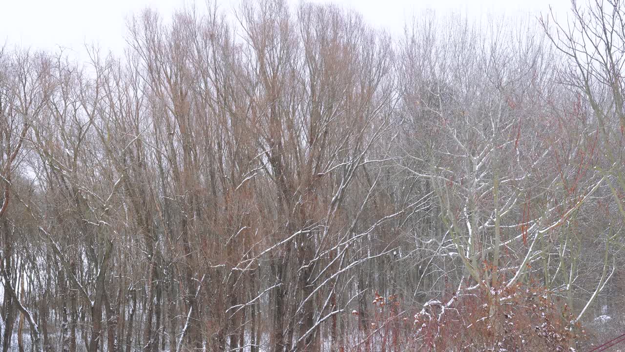Poplar forest branches covered in light snow during cold winter conditions