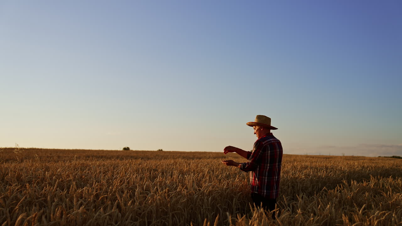 Elderly man in the field of wheat pouring grain from hand to hand. Skilled farmer checks the corn ripeness. Sunset at backdrop.