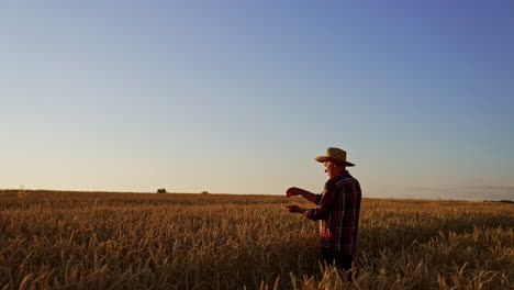 elderly man in the field of wheat pouring grain from hand to hand. skilled farmer checks the corn ripeness. sunset at backdrop.