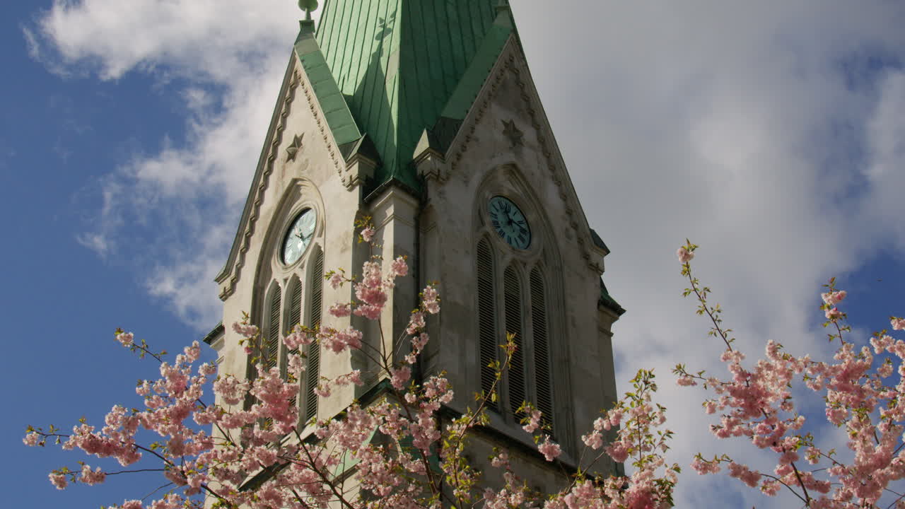 shot of tree blossom with Kristiansand cathedral clock tower in background