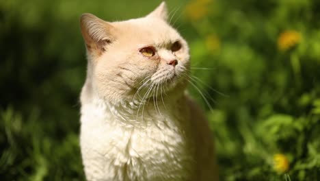 Cat-British-on-green-grass-in-slow-motion