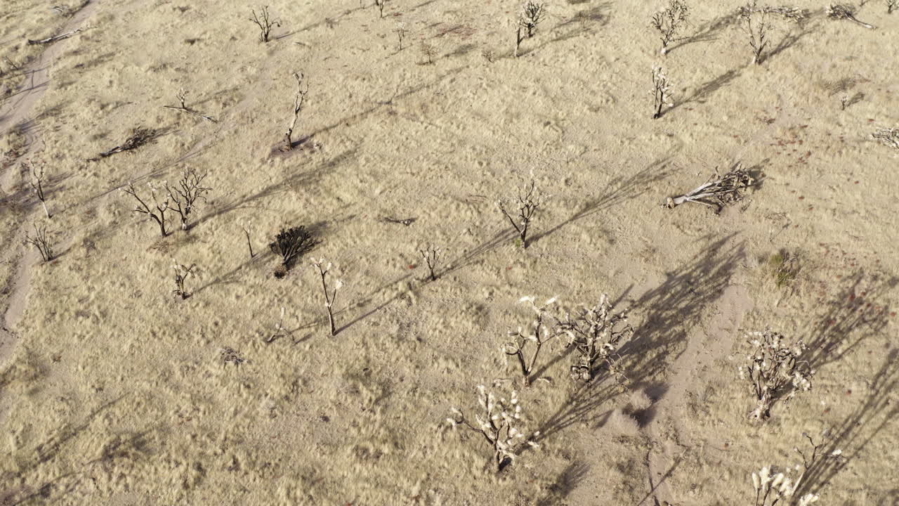 여호수아 나무 들 이 있는 사막 풍경