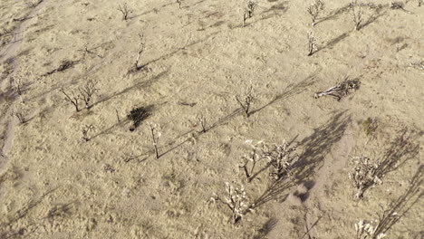 desert landscape with joshua trees