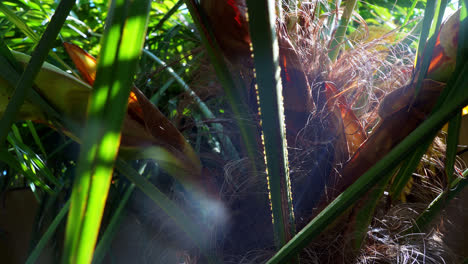 close up of a palm tree trunk with sunlight shining through the leaves
