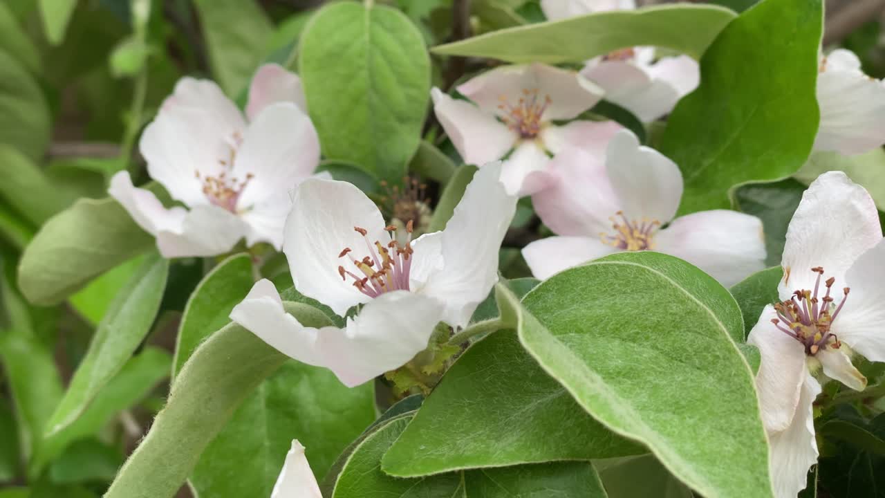 primer plano de flores de membrillo, membrillo durante el período de floración, flor