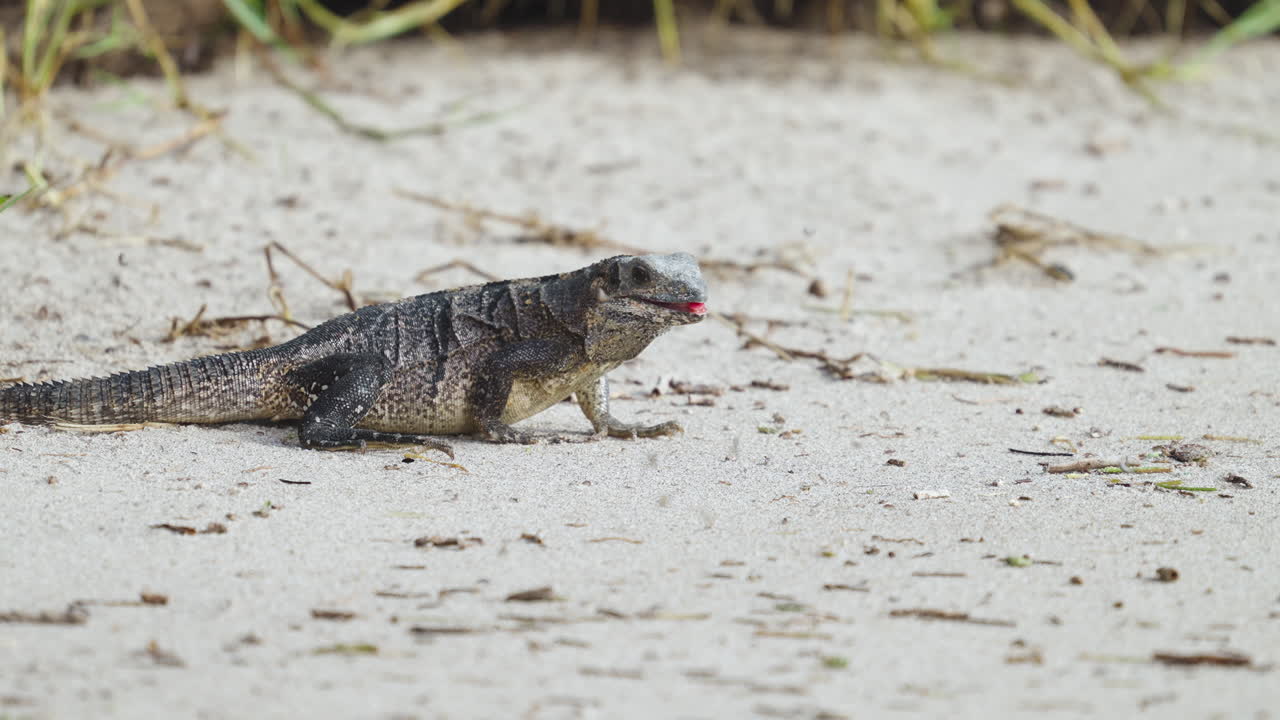 Iguana Feeding and Eating Sand Fleas on Beach 18