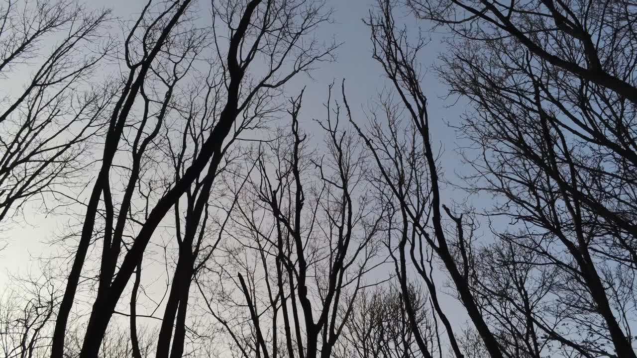 Looking Up At Winter Trees In The Forest Against Light Grey Sky - Tilt-Up Shot