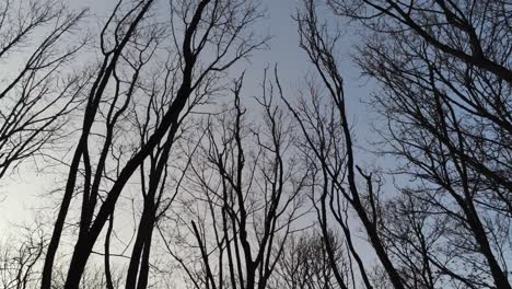 Mirando-Hacia-Los-árboles-De-Invierno-En-El-Bosque-Contra-El-Cielo-Gris-Claro---Tiro-Inclinado-Hacia-Arriba