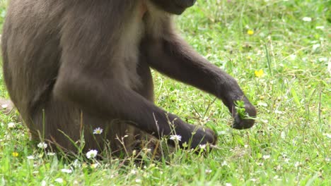 macaque monkey in a conservation park pulls different green leaf plants from the ground and chews