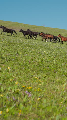 horses group with foals and black leader run uphill under blue sky slow motion. wild equine animals free roam on grassy meadow at protected reservation