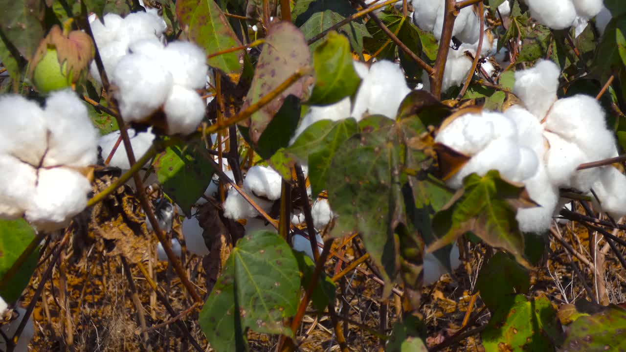 Handheld shot of field of cotton ready to harvest.
