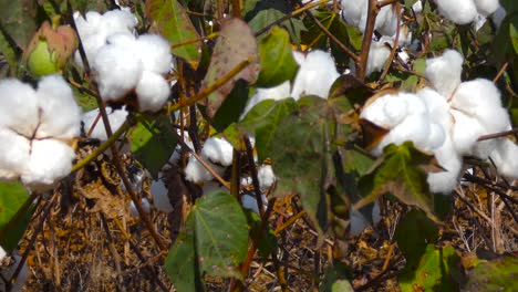 handheld shot of field of cotton ready to harvest.