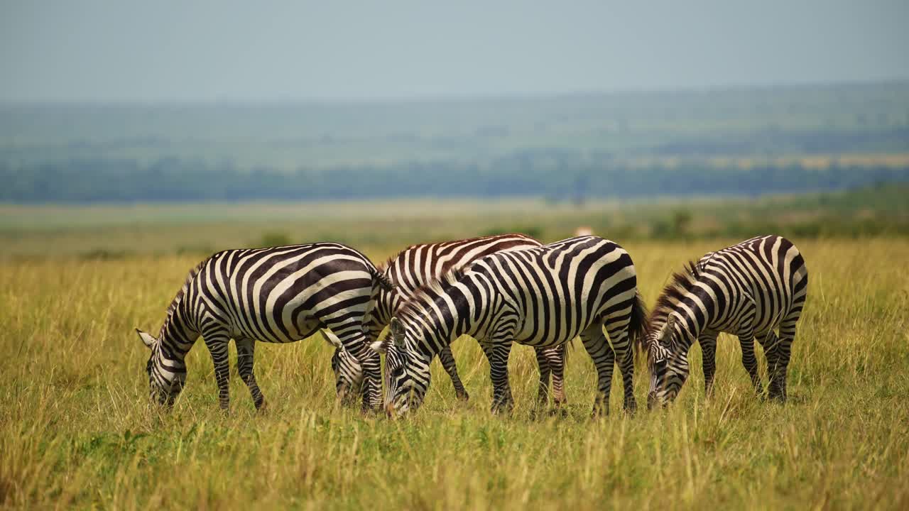 케냐의 마사이 마라 국립 보호구역에 있는 아프리카의 야생동물인 마사이마라의 울창하고 울창한 빈 평야의 아름다운 배경과 함께 먹이를 먹는 제브라 무리의 느린 동작 촬영