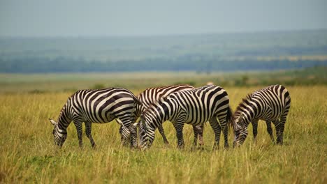 slow motion shot of herd of zebra grazing with beautiful background of the luscious lush empty plains of the masai mara, african wildlife in maasai mara national reserve, kenya