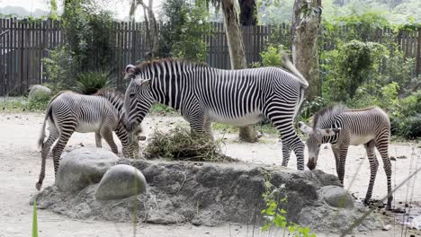 cebra herbívora de grevy, equus grevyi familia de tres, alimentándose de vegetaciones frescas en las reservas de mandai de singapur, zoológico de safari, toma de mano cinematográfica suave