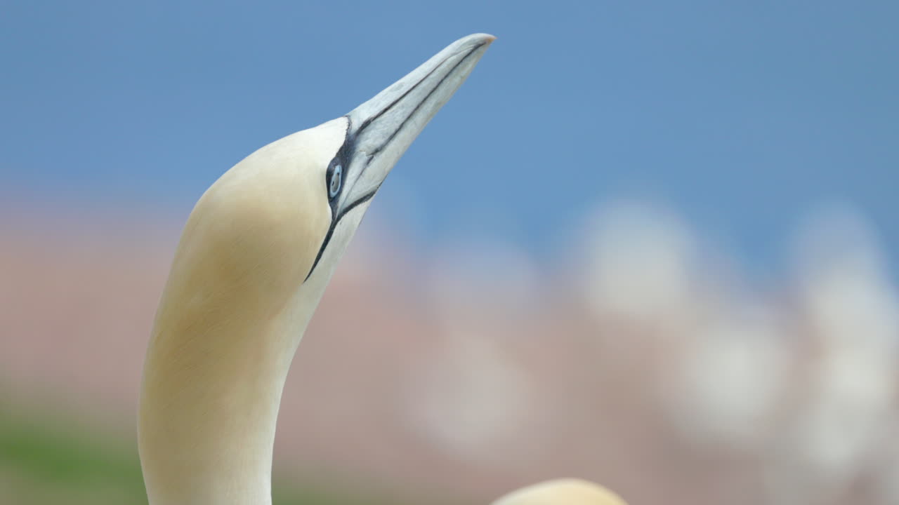 Northern gannet face close up in 4k 60fps slow motion taken at ile Bonaventure in Perc&eacute;, Qu&eacute;bec, Gasp&eacute;sie, Canada