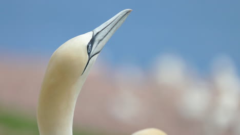 Northern-gannet-face-close-up-in-4k-60fps-slow-motion-taken-at-ile-Bonaventure-in-Percé,-Québec,-Gaspésie,-Canada