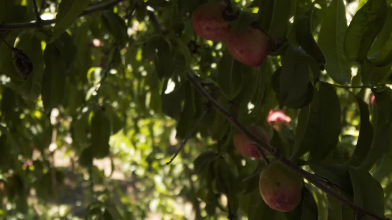 Camera recording a real organic peach tree from different angles a in slow motion in Chile
