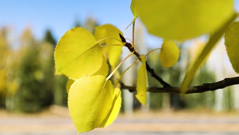 yellowed foliage on a birch tree in the autumn - close up