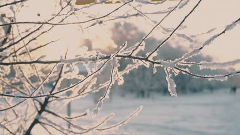 Frischer-Weißer-Frost-Auf-Zweigen-Im-Morgendlichen-Winterpark-Bei-Sonnenaufgang