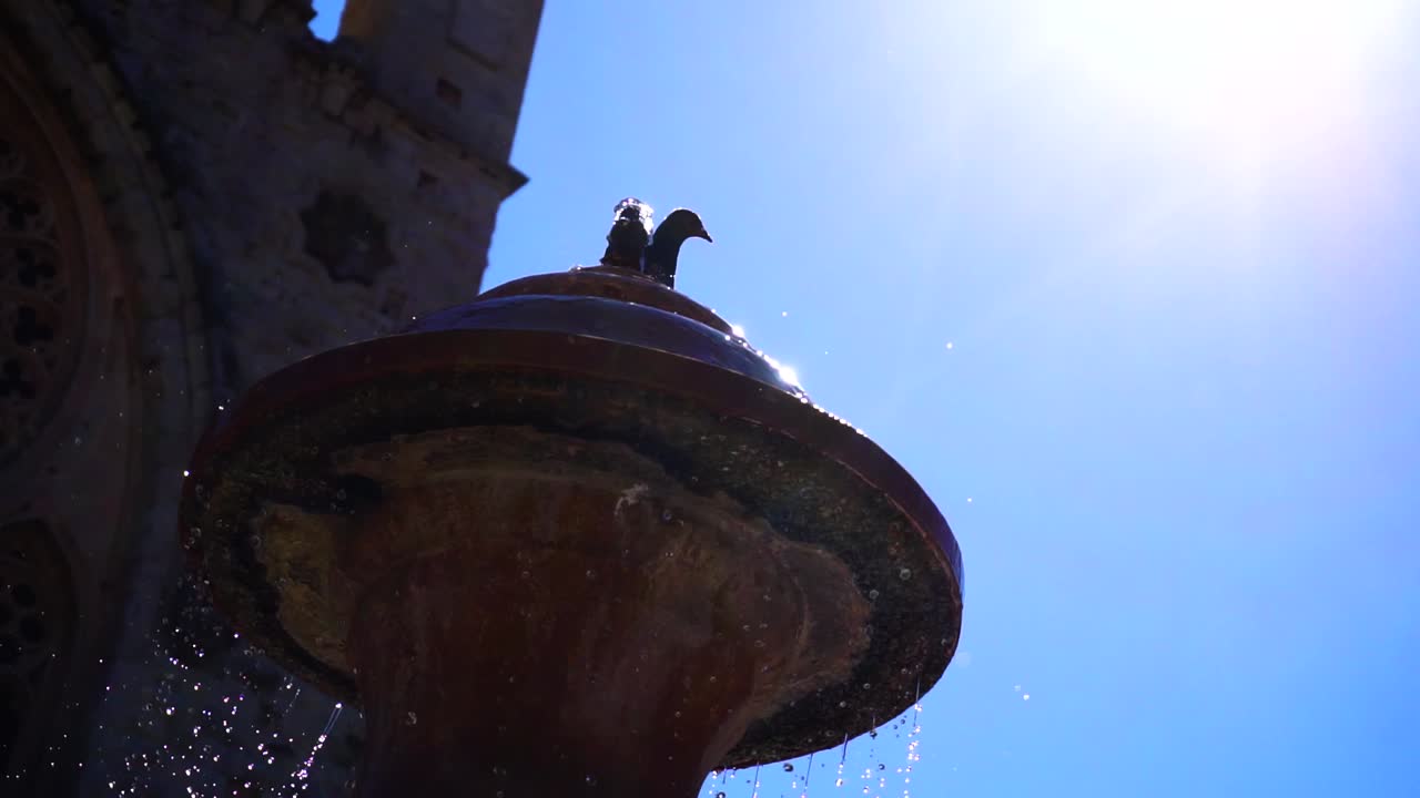 Pigeon sitting on the fountain forced by another pigeon.