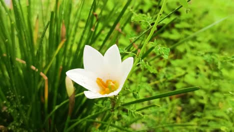 white flowers and raindrops on it