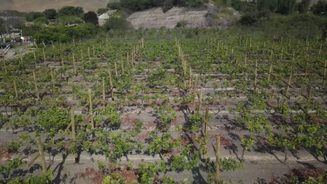 Vibrant green vines grow in neatly aligned rows, supported by rustic wooden stakes. A scenic vineyard view perfect for wine branding, agriculture visuals, and nature-inspired designs.