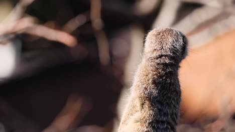 meerkat looking around attentively at melbourne zoo