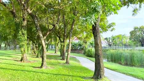 peaceful trees lining a golf course path