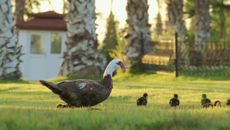 Entenfamilie,-Die-An-Einem-Sonnigen-Tag-Auf-Dem-Grünen-Gras-Im-Park-Spaziert