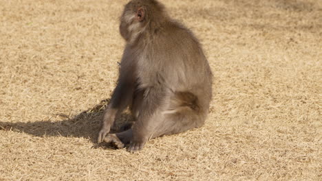 Japanese-macaque--sitting-up-scratching-and-grooming-itself