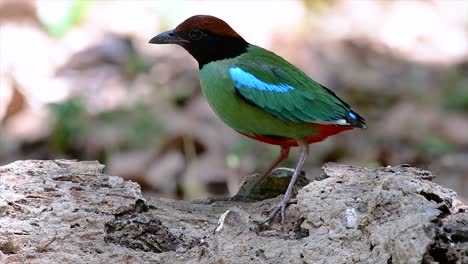 commonly found in the southeast asia and quite a friendly bird