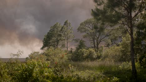 Incendio-En-Un-Pantano-De-Cinco-Millas-En-El-Condado-De-Santa-Rosa-Desde-Mayo-De-2020