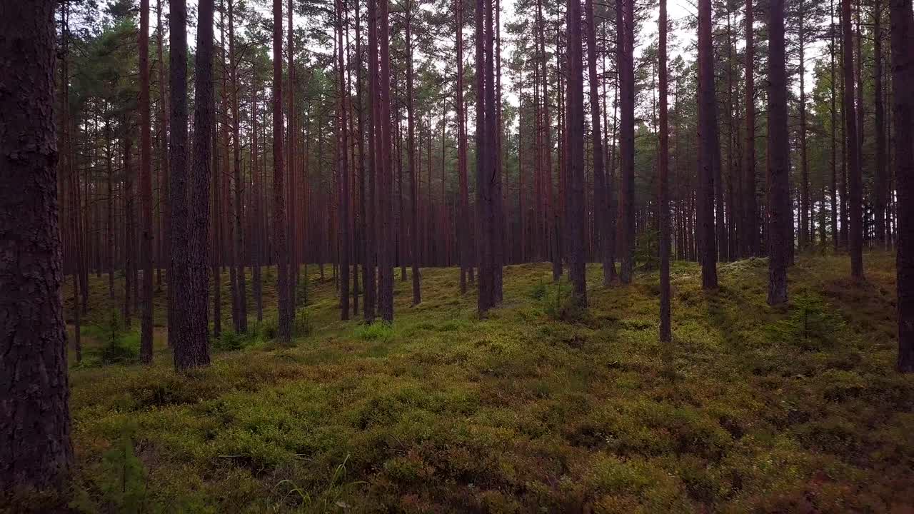 Wild pine forest with green moss and heather under the trees, slow aerial shot moving low between trees, sunny autumn day, sunrays and shadows, wide angle drone shot moving backward