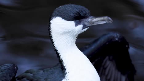 black-faced cormorant with wings spread in water