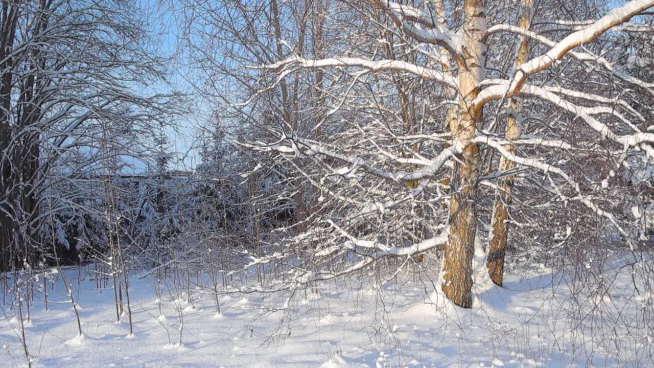 Gorgeous white fluffy snow covered trees and tree branches during winter sunny day. Snow is thick and beautiful and also covers the foliage on the ground. Sun creates beautiful shadows on the ground.