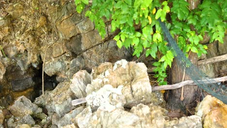 rocky cliff with vegetation and cave