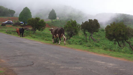 Un-Grupo-De-Vacas-Que-Regresan-A-La-Granja-Después-De-Pastar