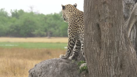 leopardo mirando a través de la sabana en busca de presas