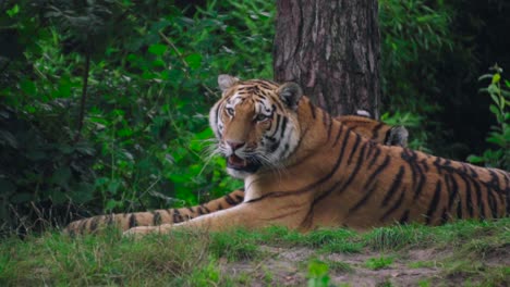 la vista de cerca de un tigre bestia está tirada en la hierba y relajándose