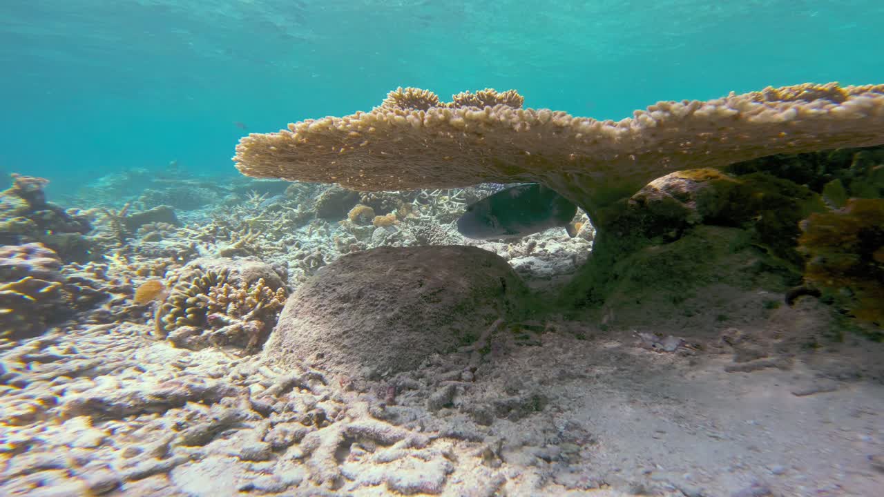 un gran coral de mesa domina esta toma submarina, con un pez globo arothron stellatus escondido debajo de él