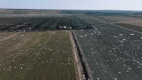 el paisaje de las aves migratorias vuela sobre el vasto paisaje de la granja