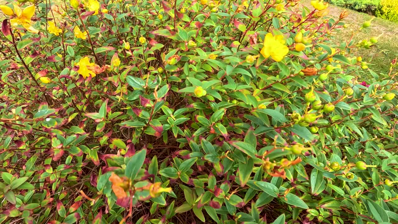 Vivid yellow Hypericum flowers swaying in a gentle breeze outdoors, captured in natural daylight