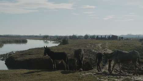 group of donkeys hanging out on an animal farm meadow slow motion