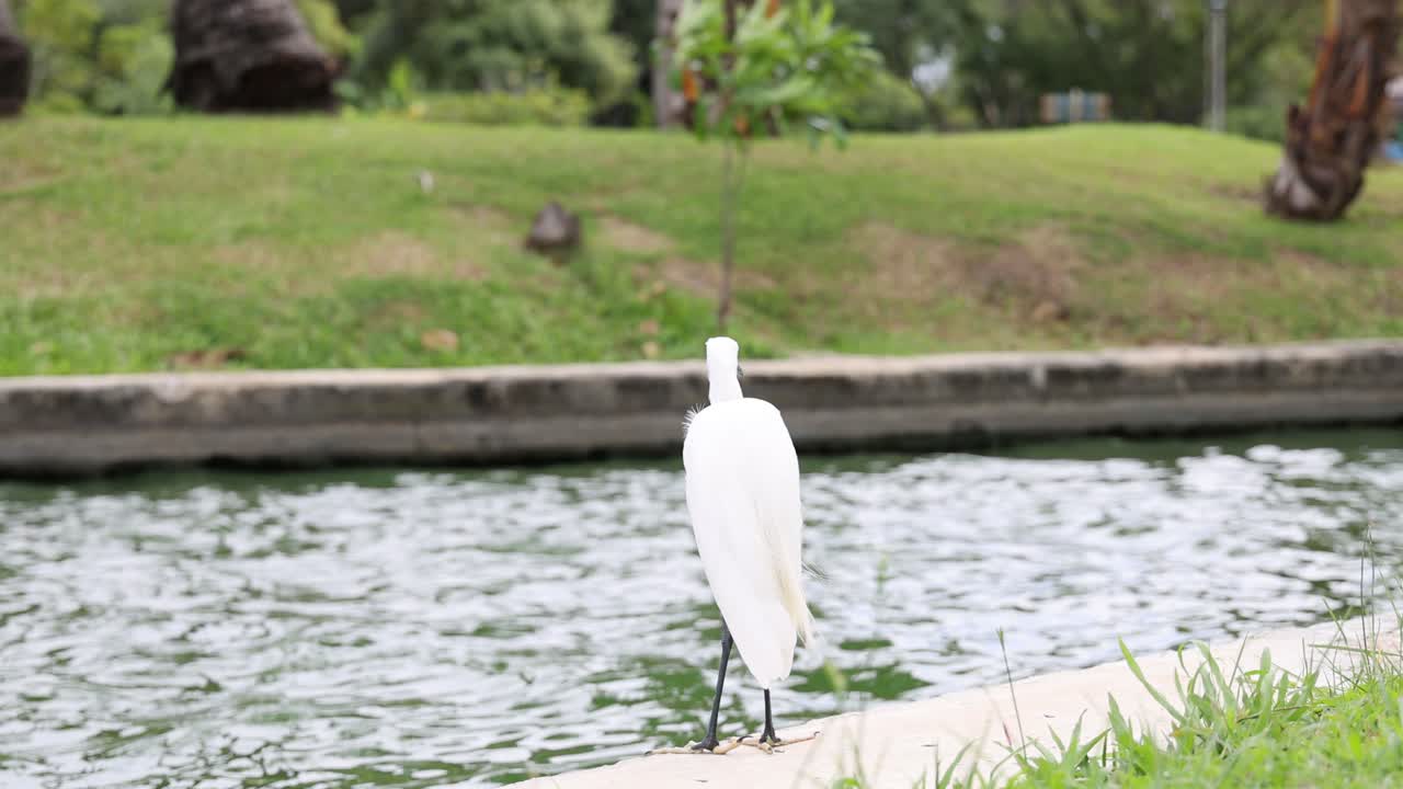 조용한 연못 에 가만히 서 있는 독수리.