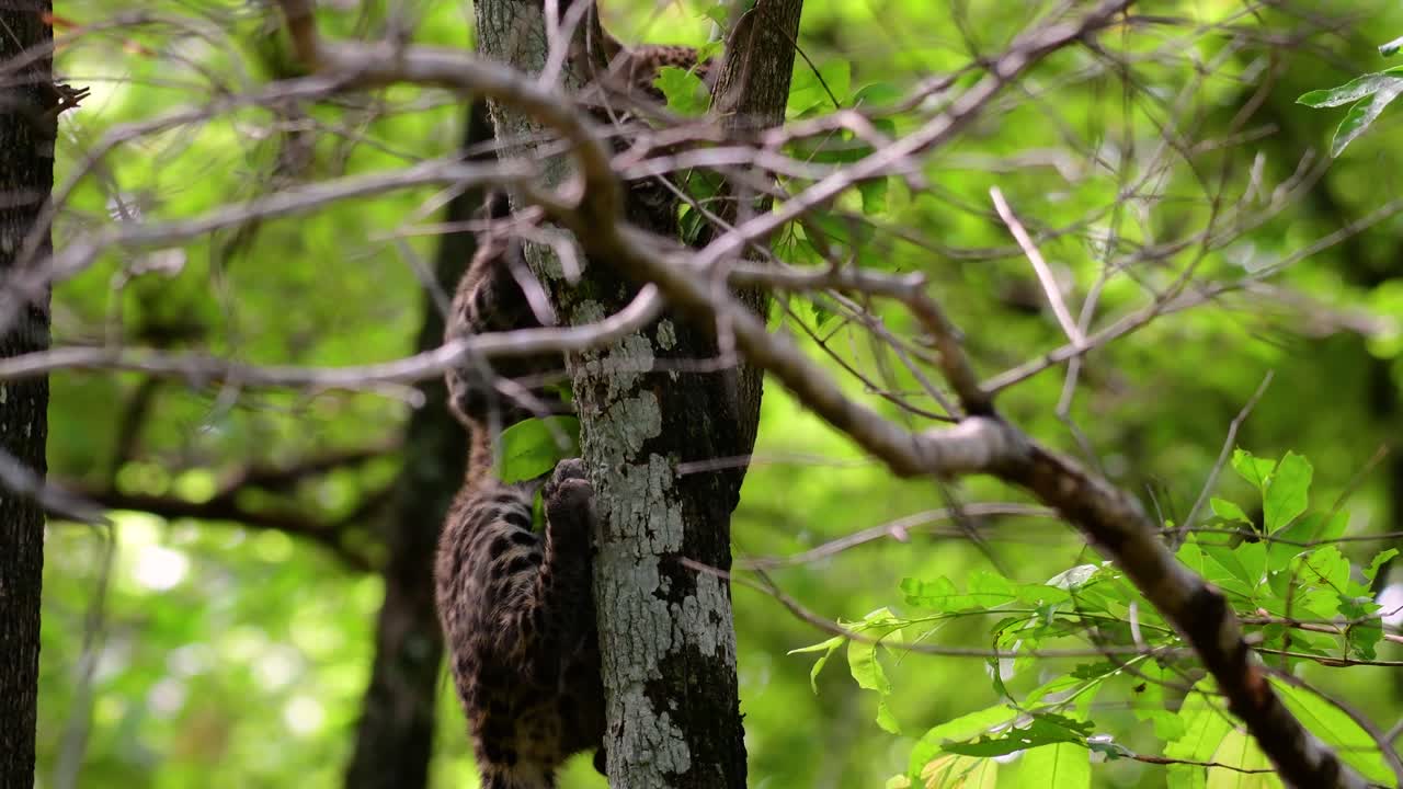 el leopardo de indochina es una especie vulnerable y uno de los grandes felinos de tailandia